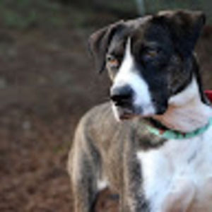 Meet your Posher, Norma